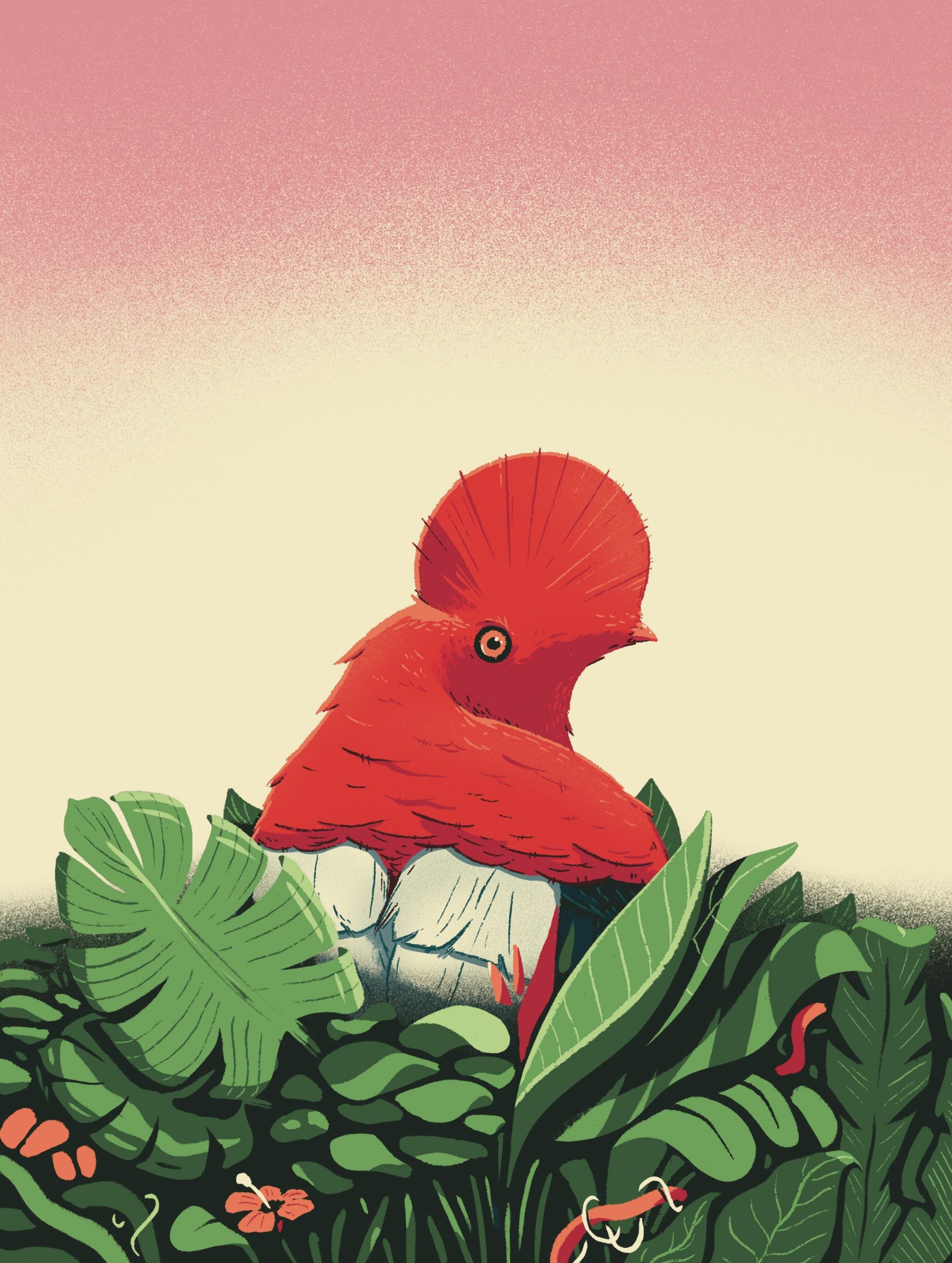Illustration by Jason Dejaegere of a Peruvian Gallo de Rocas inside the jungle for the brand of coffee Pachacafé